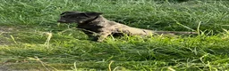 Patterdale Terrier dogs for sale: Patterdale terrier  - Advert 4