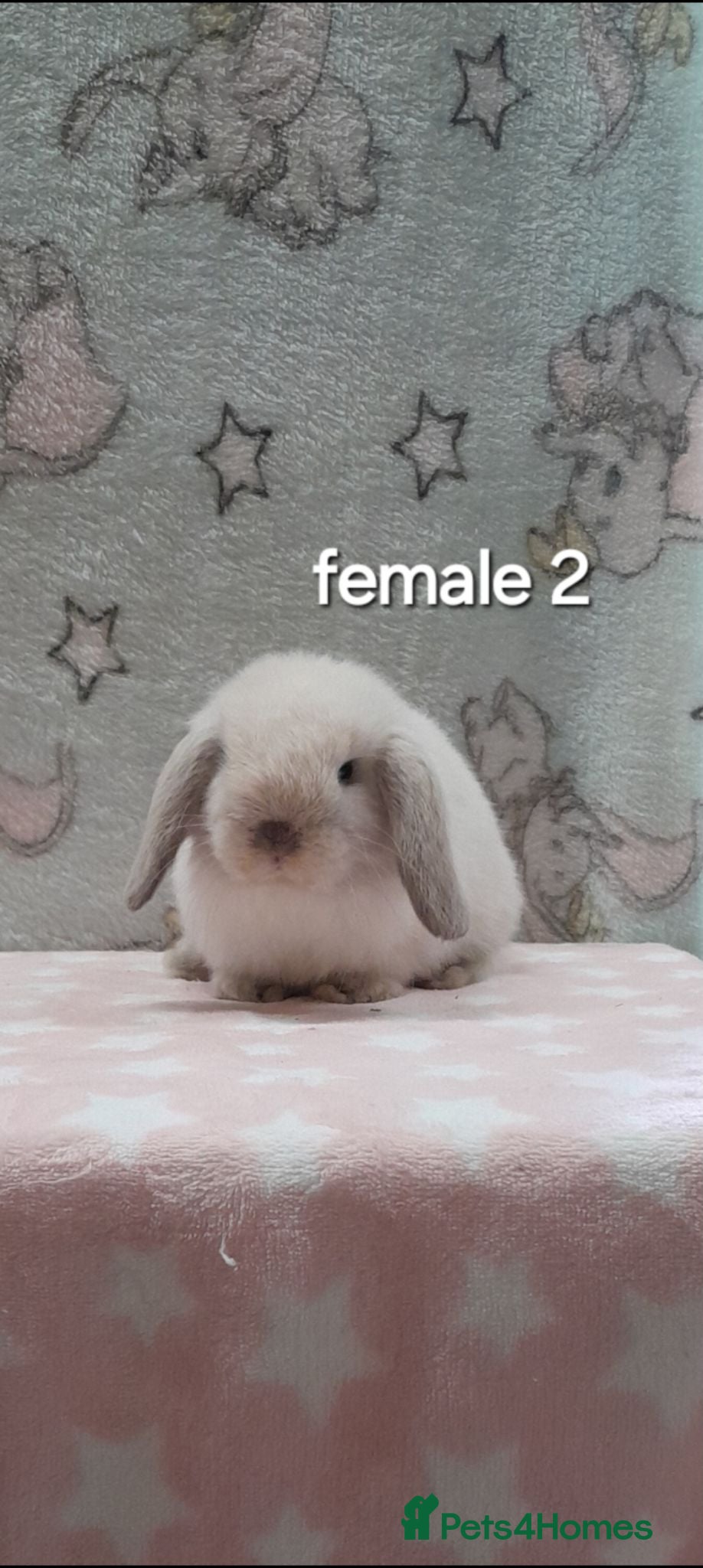 Mini Lop rabbits Beautiful purebred mini lops  - Advert 2