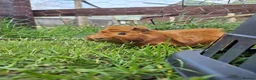 Guinea Pig rodents for sale: Two adult male guinea pigs bonded pair  - Advert 6