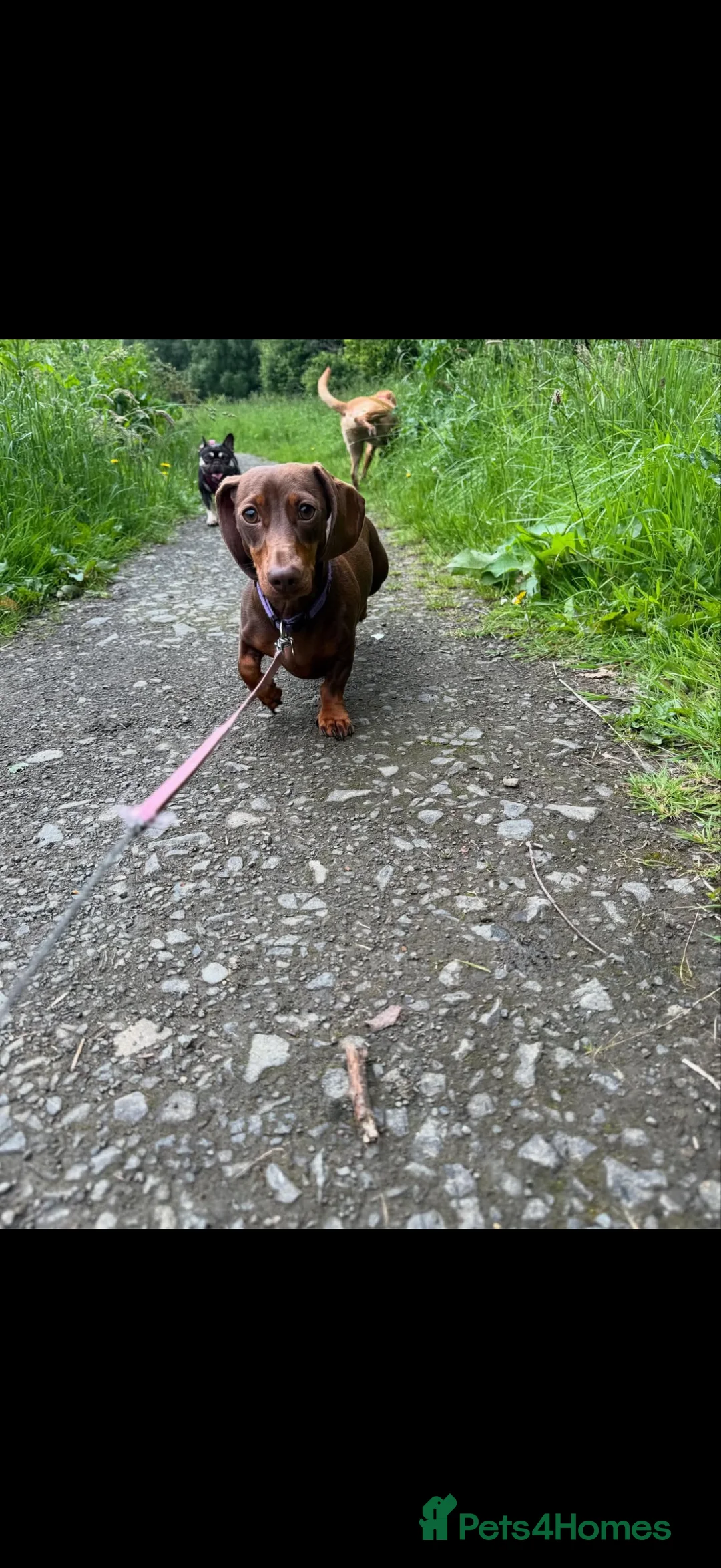 Miniature Dachshund dogs for sale: Black and Tan Miniature Dachshund Puppies  - Advert 6