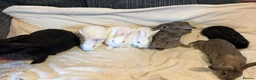 New Zealand rabbits for sale: New Zealand baby’s  - Advert 5