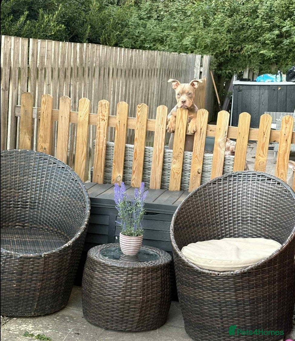 American Bulldog dogs 9 month pocket bully's  - Advert 11