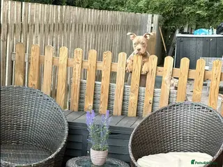 American Bulldog dogs 9 month pocket bully's - Advert 1