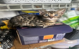 Bengal cats for sale: Stunning Bengal kittens - Image 20