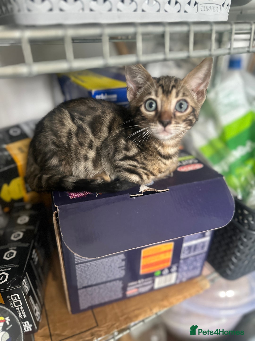 Bengal cats for sale: Stunning Bengal kittens - Image 20