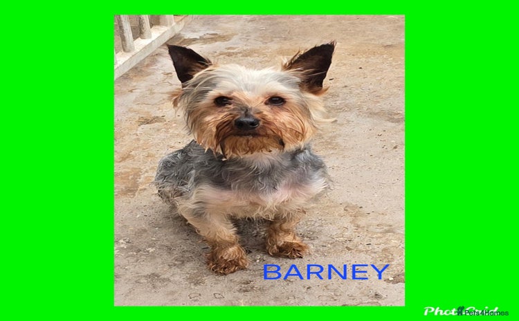 Yorkshire Terrier dogs - Advert 3