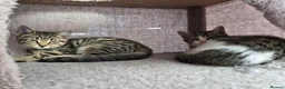 Domestic Shorthair cats for adoption: Poppy and Pip brother and sister for adoption ❤️ - Advert 5