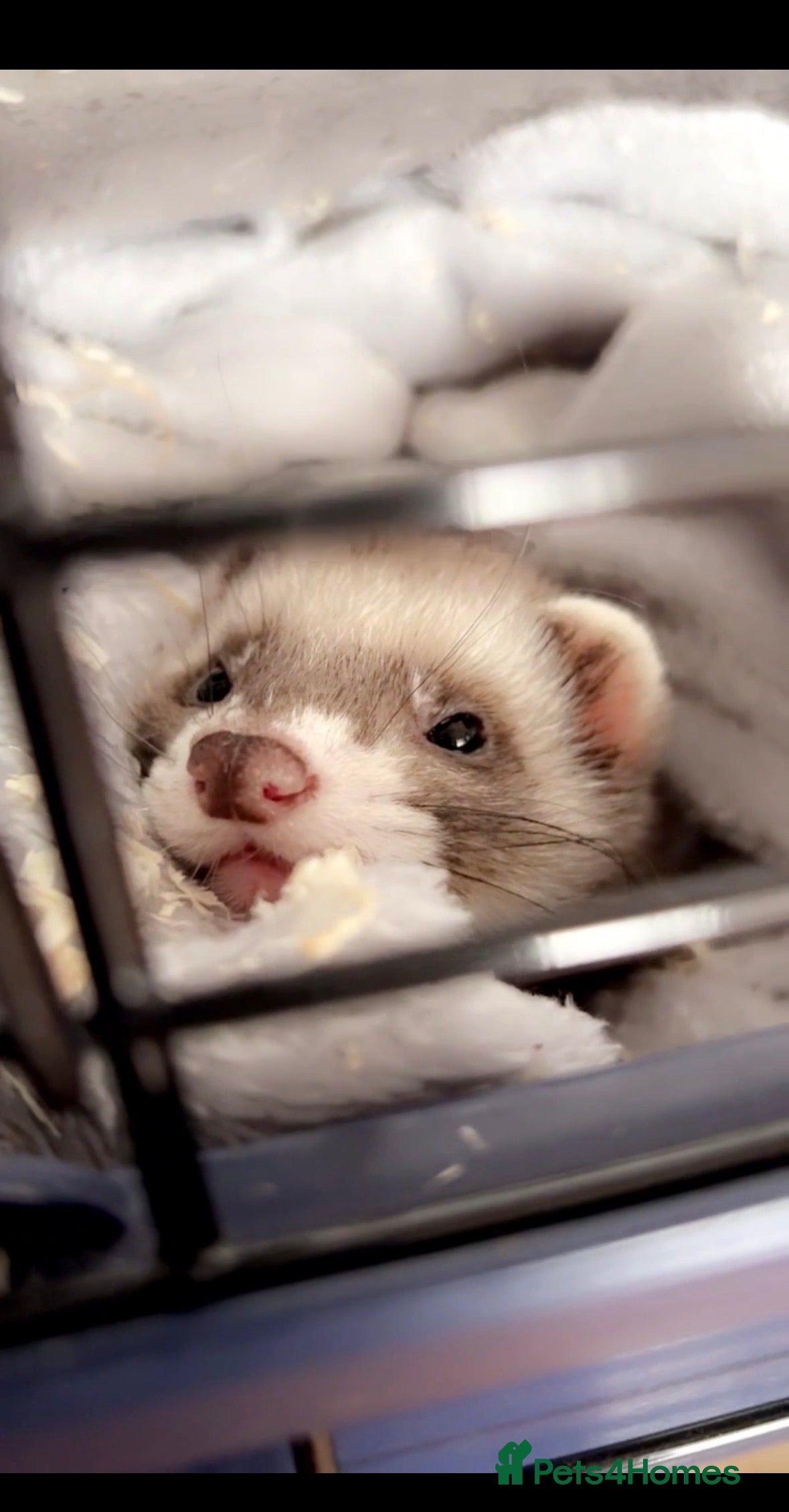 Ferret rodents Male ferret NEEDS GOOD HOME  in Bristol - Advert 4