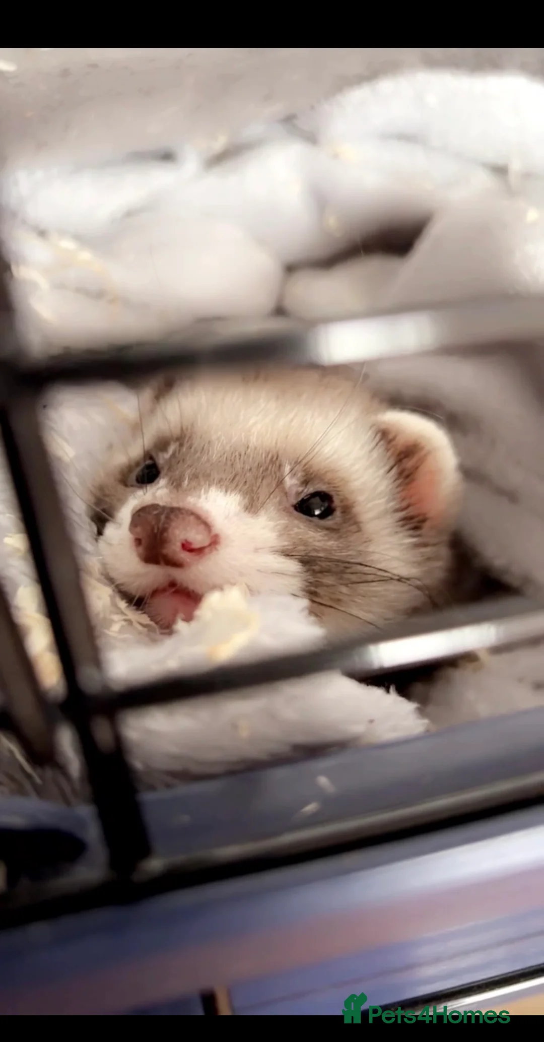 Ferret rodents for sale: Male ferret NEEDS GOOD HOME  in Bristol - Advert 1