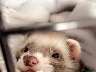 Ferret rodents Male ferret NEEDS GOOD HOME in Bristol - Advert 4