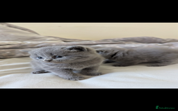 British Shorthair cats for sale: Purebred British shorthairs  - Image 1