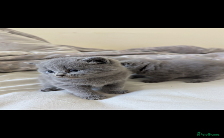 British Shorthair cats - Advert 1