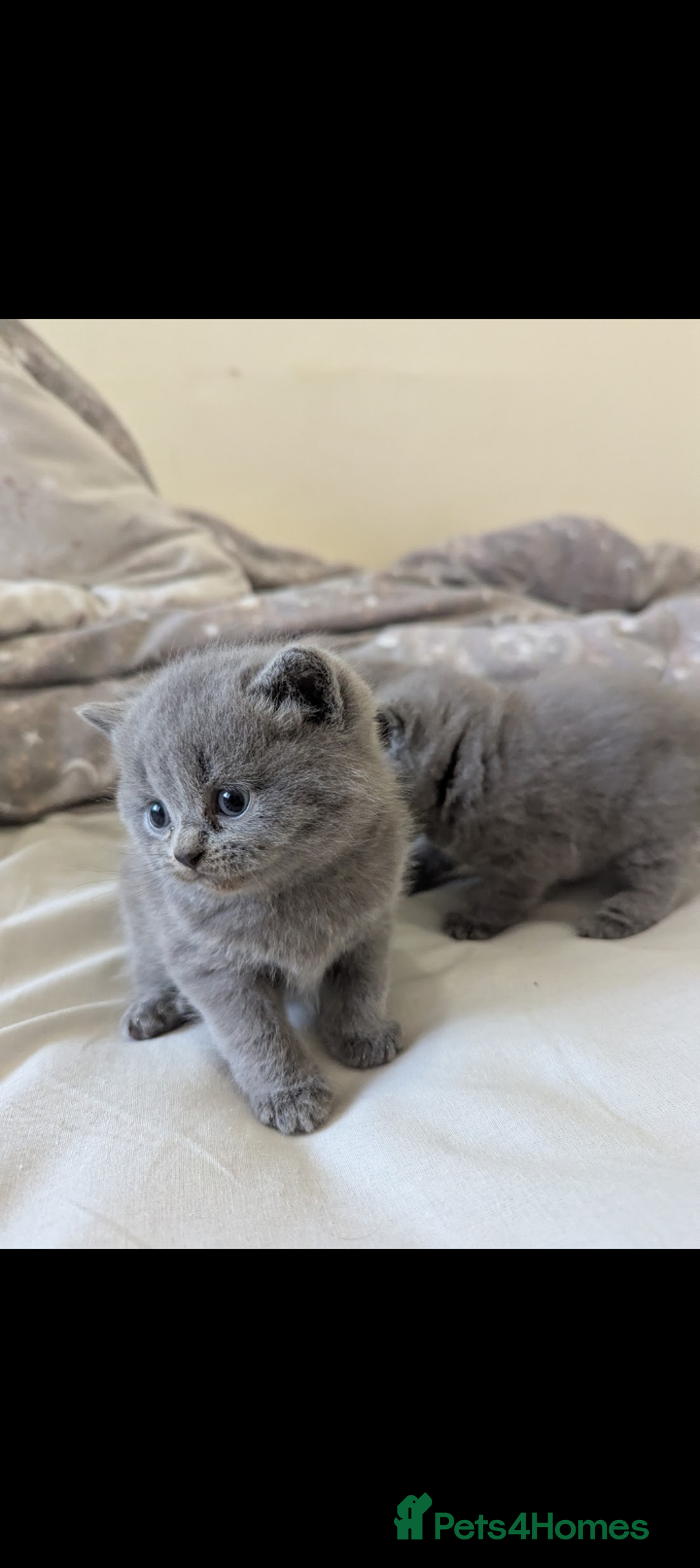 British Shorthair cats for sale: Purebred British shorthairs  - Image 1