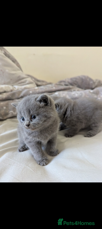 British Shorthair cats - Advert 6