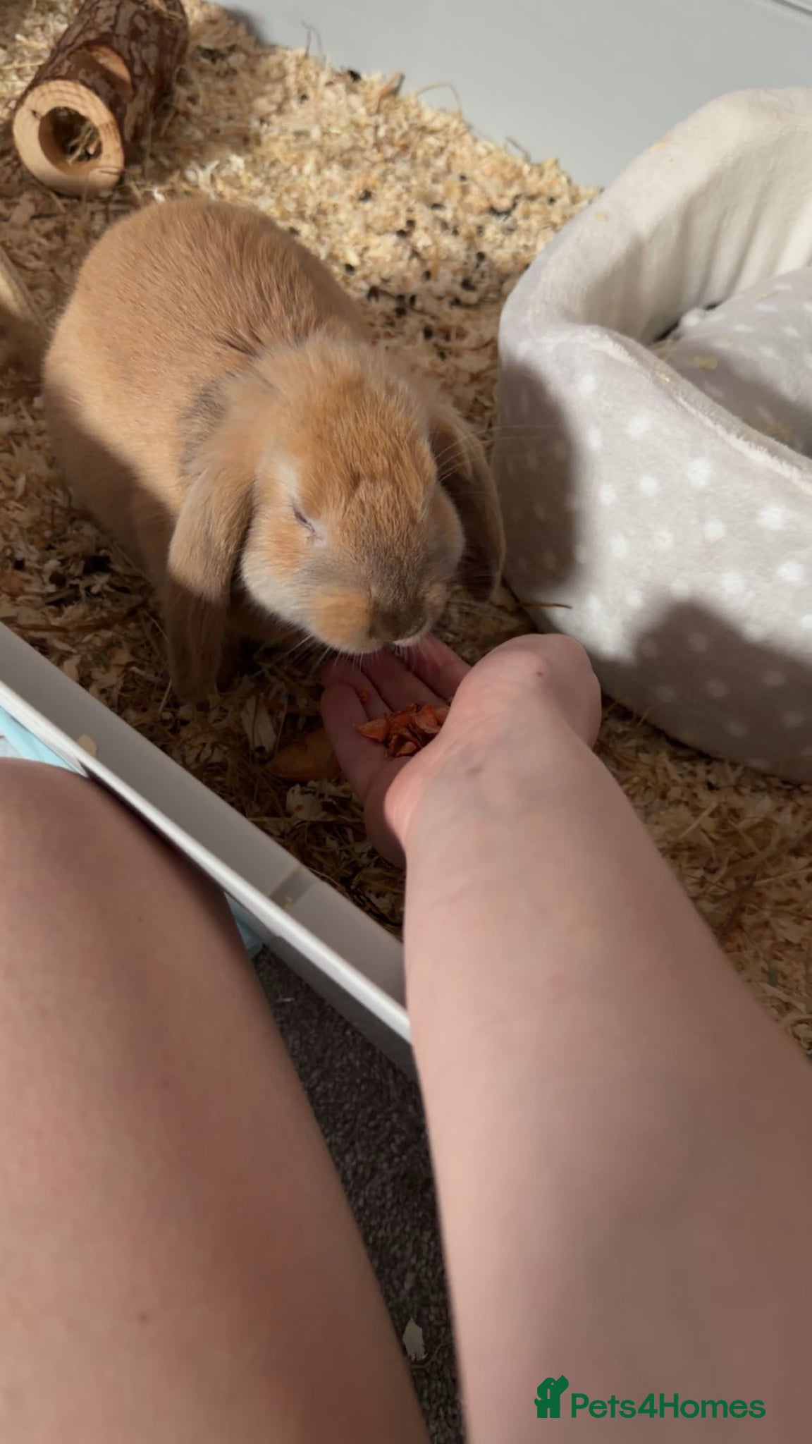 French Lop rabbits Rabbit needs rehoming  - Advert 7