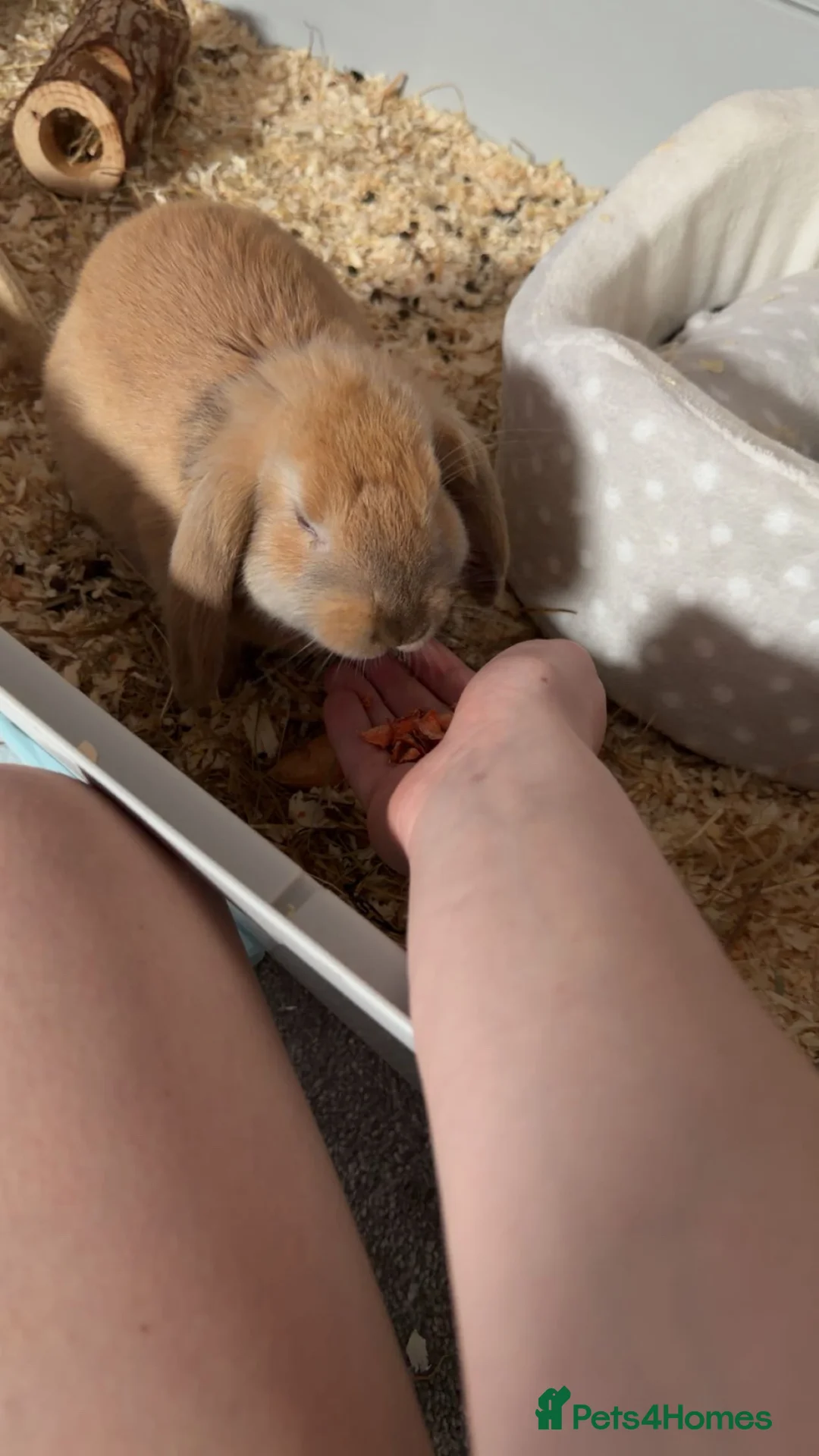 French Lop rabbits for sale: Rabbit needs rehoming  in Darwen - Advert 1