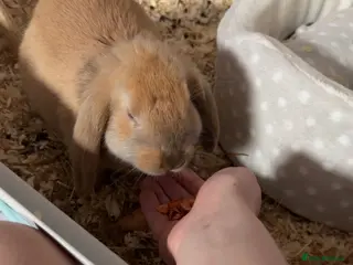 French Lop rabbits Rabbit needs rehoming - Advert 7