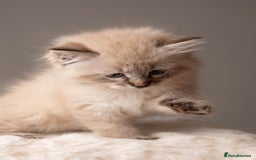 Siberian cats for sale: Beautiful 3 siberian kittens/ boys - Image 3
