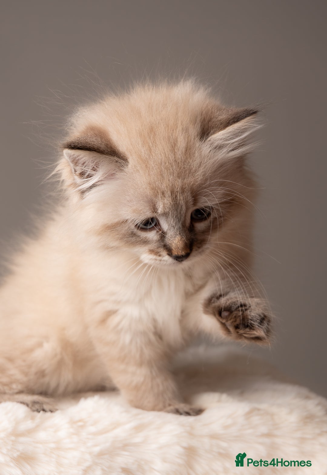 Siberian cats for sale: Beautiful 3 siberian kittens/ boys - Image 3