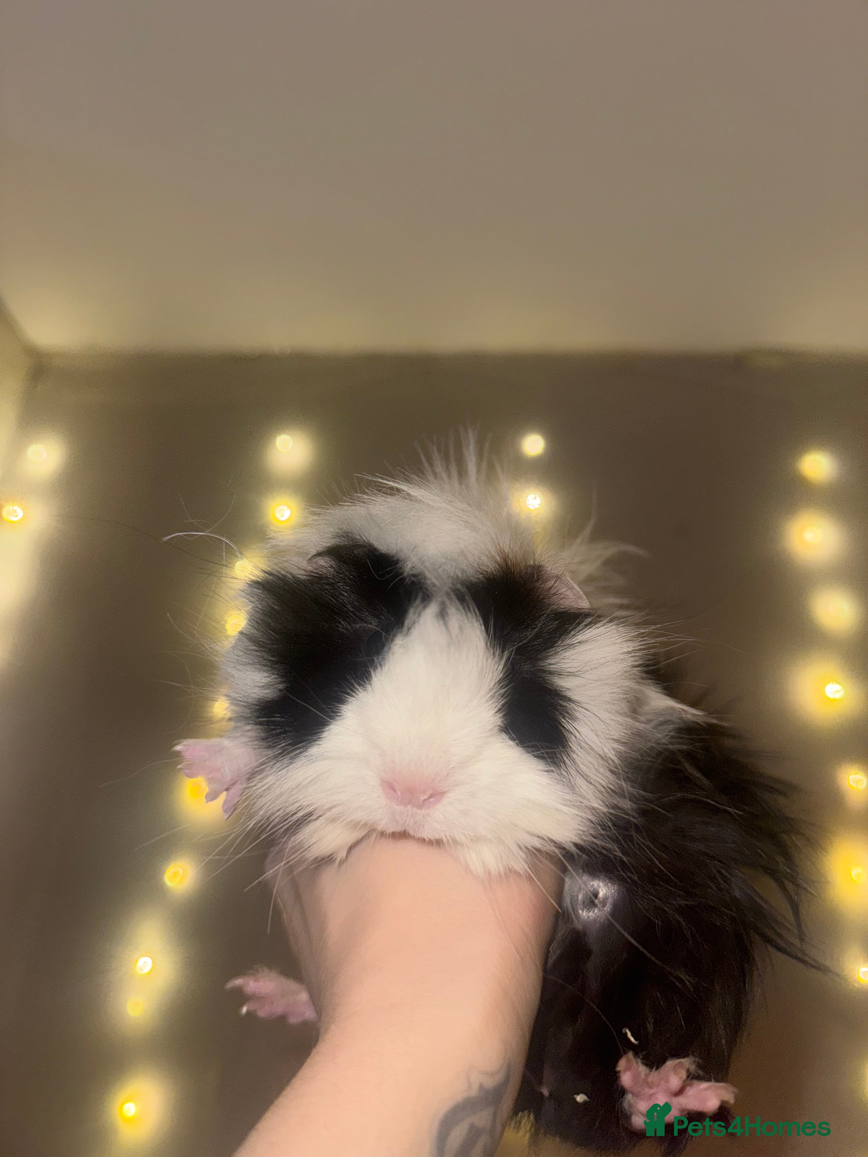 Guinea Pig rodents Three super friendly guinea pigs  - Advert 7