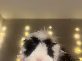 Guinea Pig rodents Three super friendly guinea pigs - Advert 7