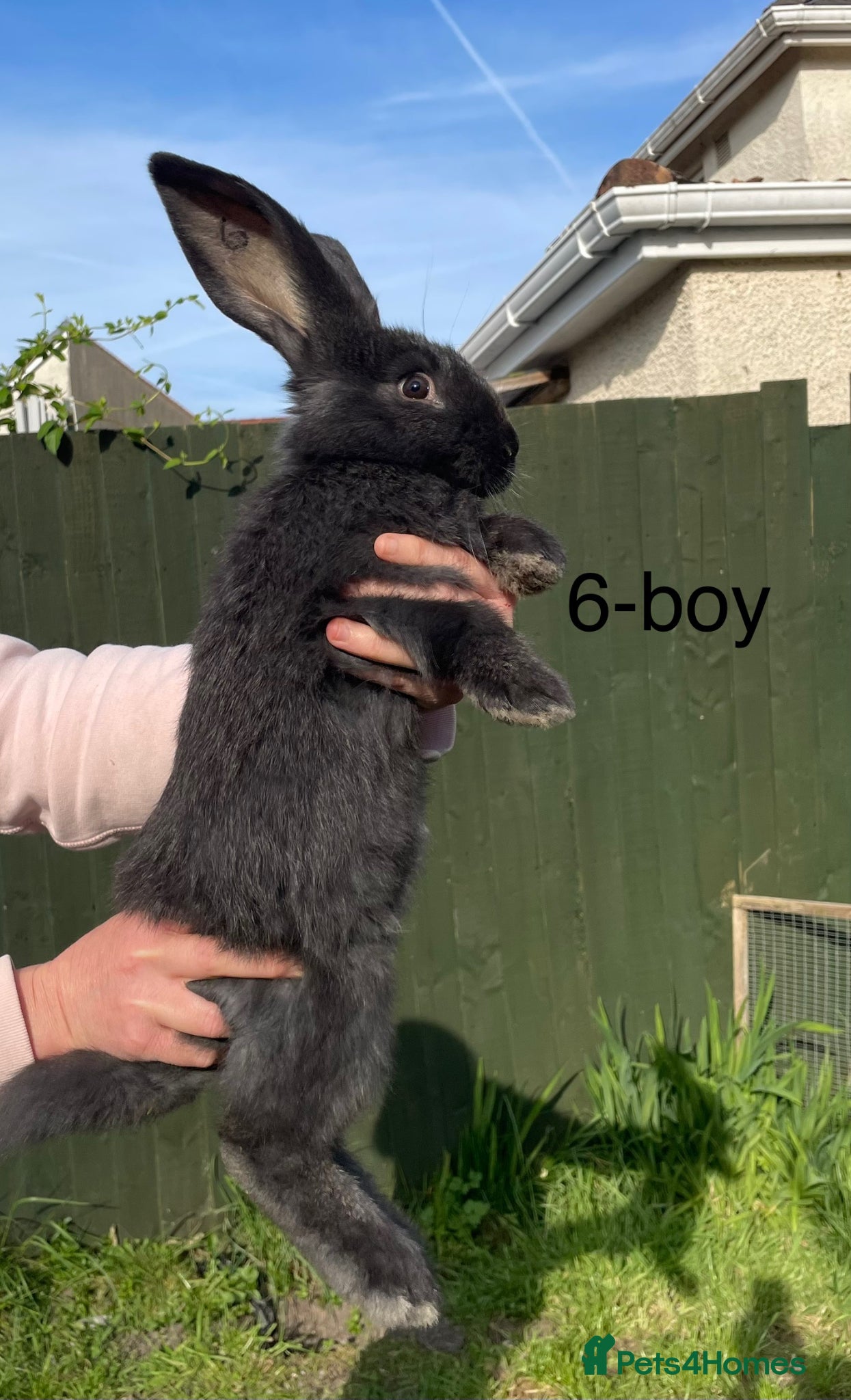 Continental Giant rabbits 💖Pure bred continental giants💖 - Advert 1