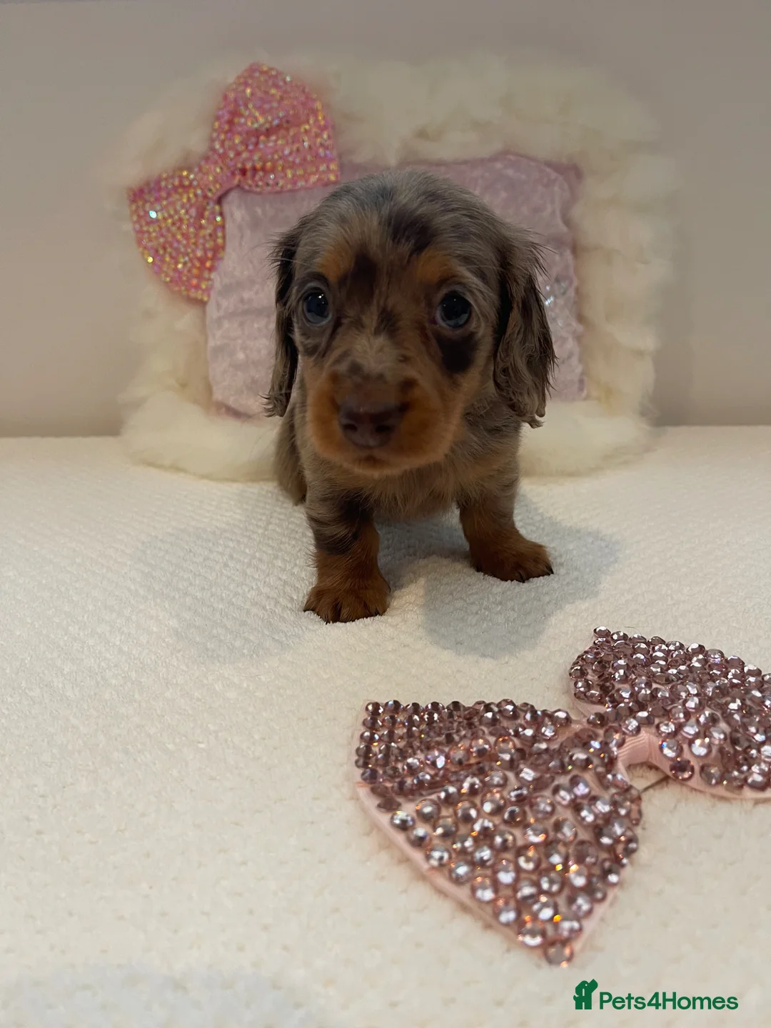 Miniature Dachshund dogs for sale: Beautiful miniature L/C dachshunds available - Advert 2