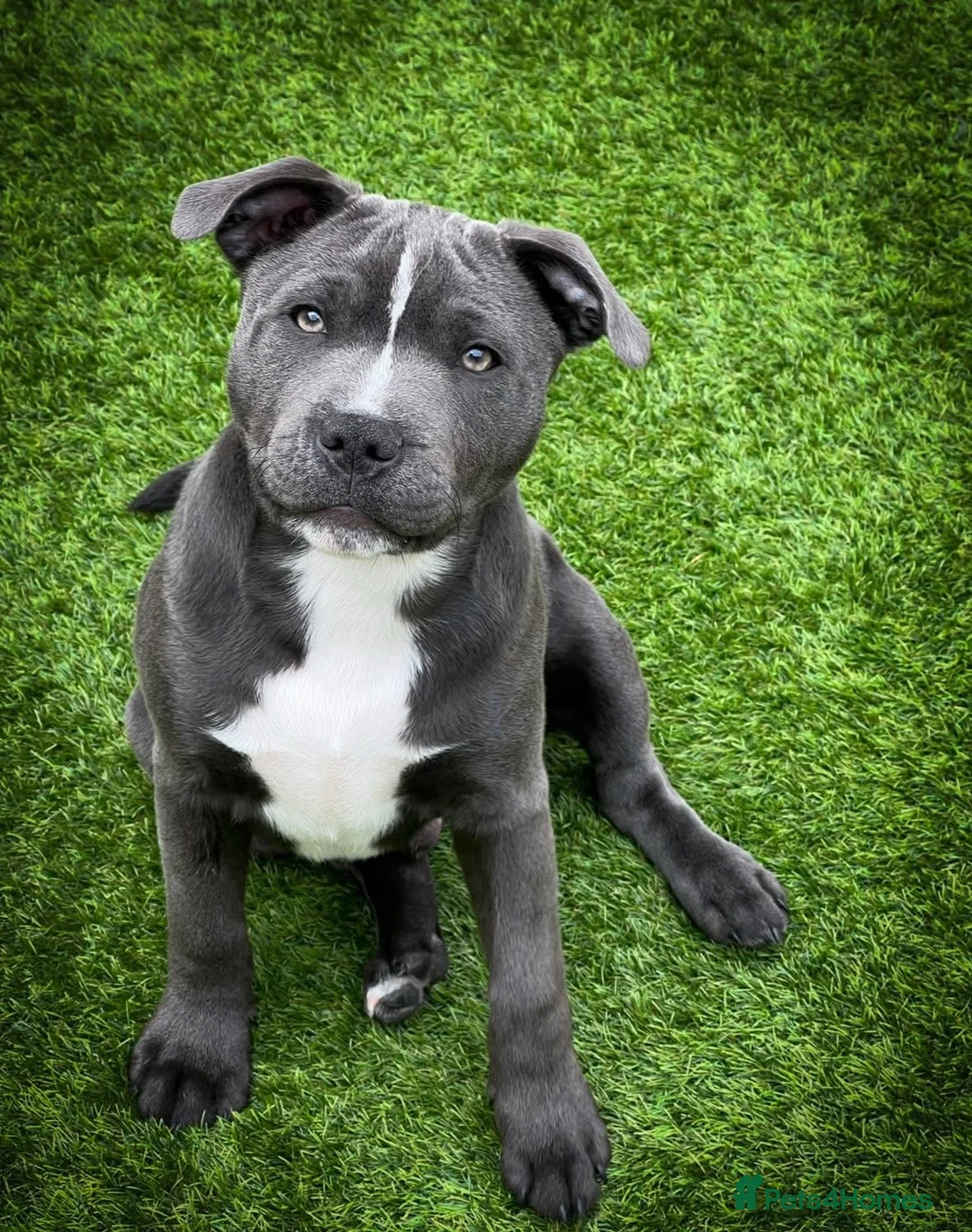Staffordshire Bull Terrier dogs for stud: BLUE Staffy boy is ready for stud  - Advert 8