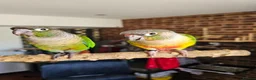 Conures birds for sale: Ricky & Cleo - Advert 4