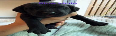 Blue male