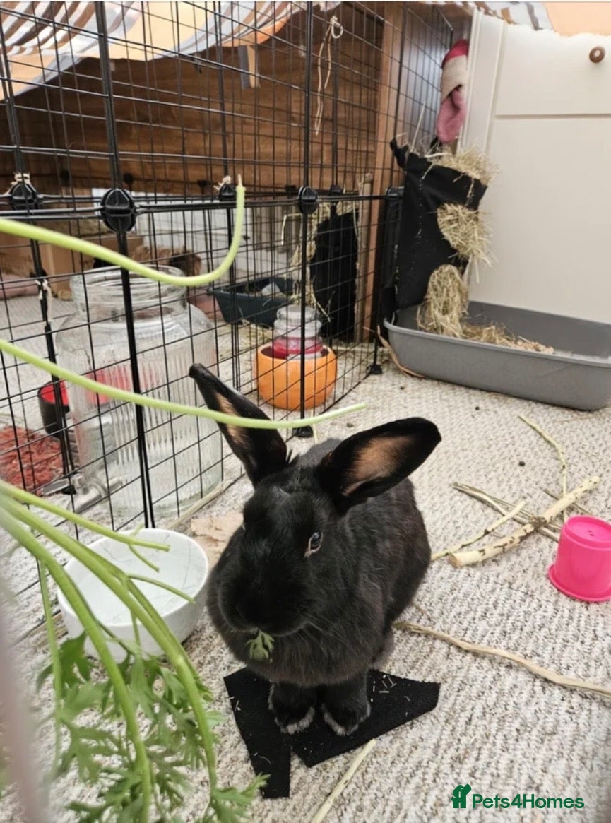 Rex rabbits LOVELY REX FULL BREED RABBIT  - Advert 1