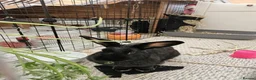 Rex rabbits for sale: LOVELY REX FULL BREED RABBIT  - Advert 1
