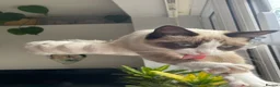 Snowshoe cats for sale: One year old female Siamese snowshoe  - Advert 9