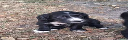 Sprollie dogs for sale: Beautiful litter of puppies  - Advert 21