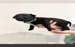 Mixed Breed dogs for sale: Doberman X XL Bully  - Image 12