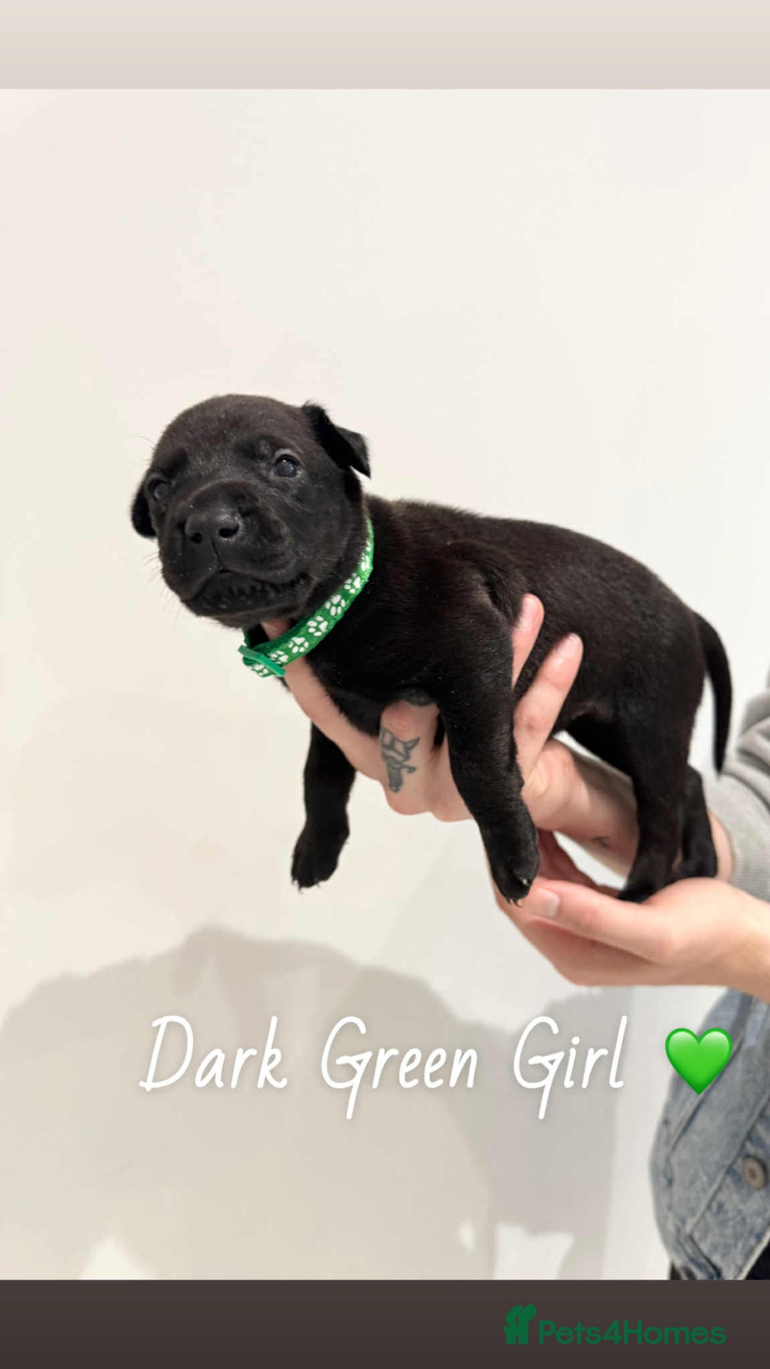 Mixed Breed dogs for sale: Doberman X XL Bully  - Image 12