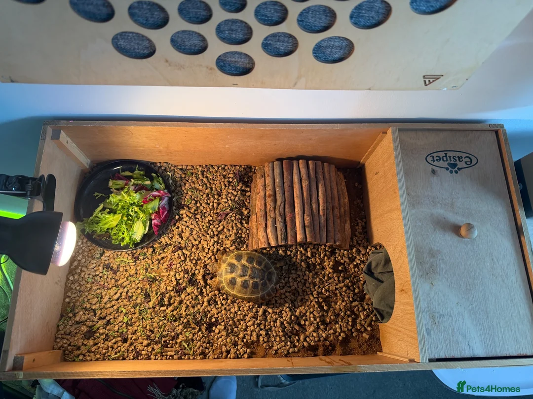 Tortoise reptiles for sale: Horsefield tortoise with full setup and food.  in Manchester - Advert 3