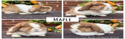 Mini Lop rabbits for sale: Pure bred mini lops  - Advert 2