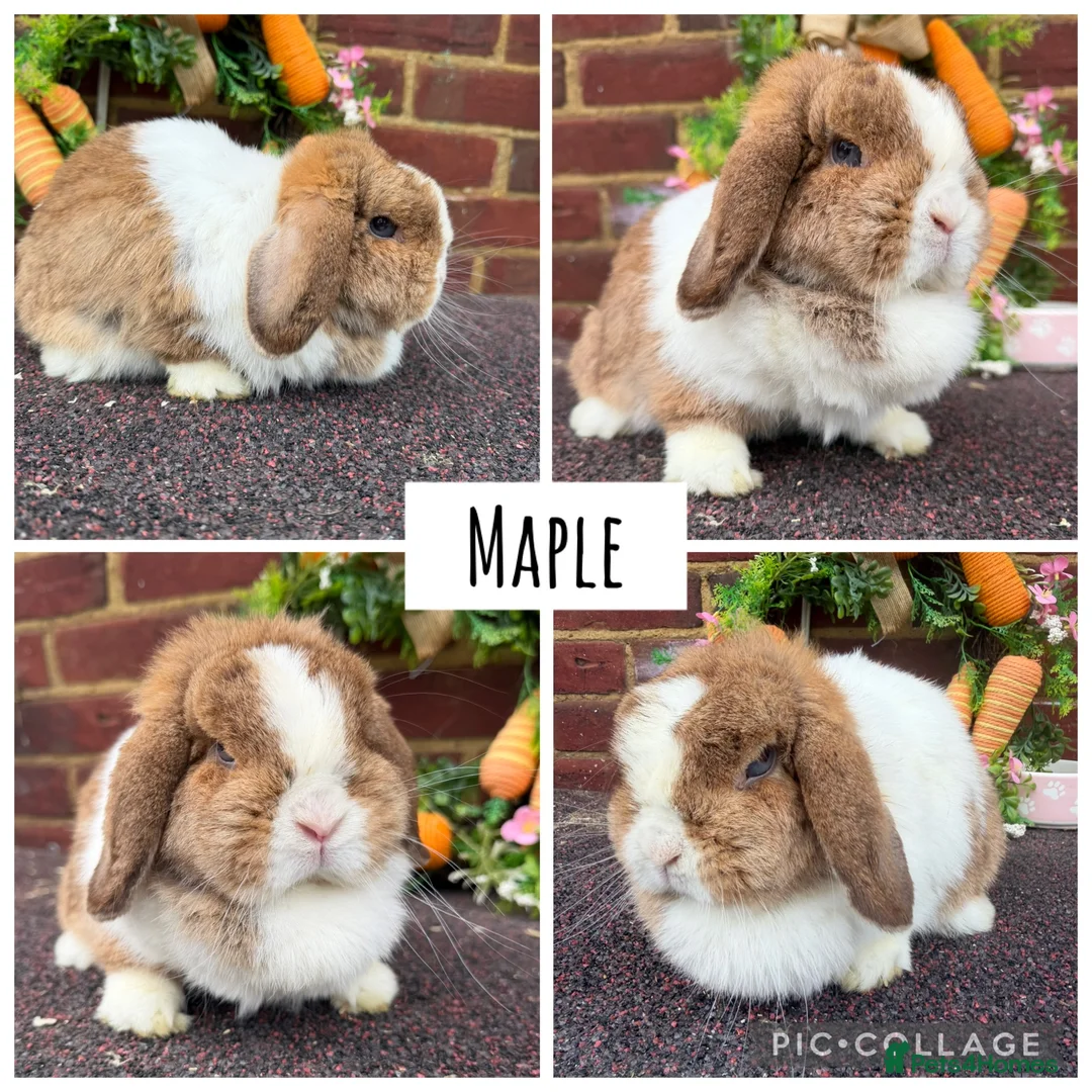 Mini Lop rabbits for sale: Pure bred mini lops  - Advert 2