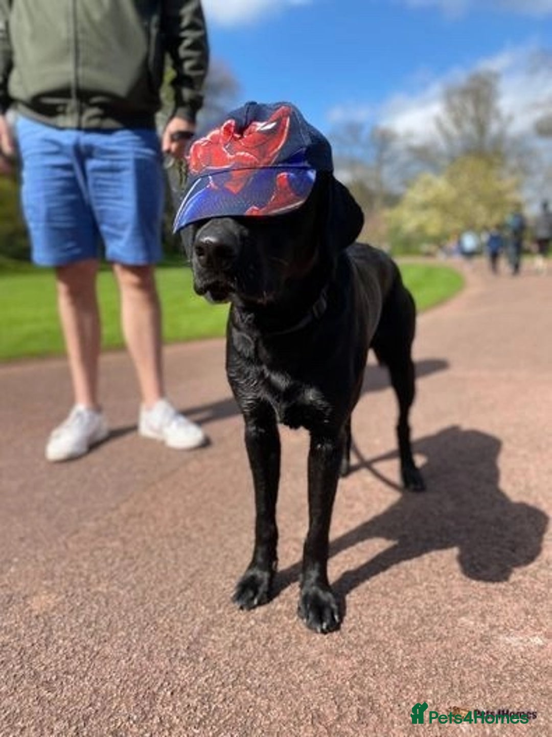 Labrador Retriever dogs for stud: KC Labrador, Health and DNA-Tested, Proven Stud in Cobham - Image 13