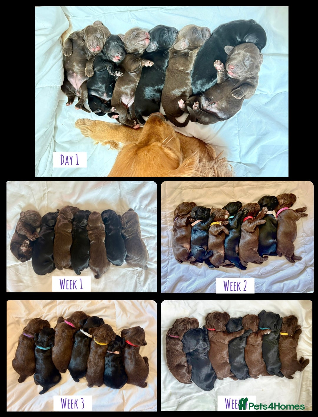 Cocker Spaniel dogs for sale: Beautiful KC REG Working Cocker Spaniel Puppies - Image 14