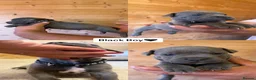 Staffordshire Bull Terrier dogs for sale:  Blue Staffordshire Bull Terrier Puppies Available - Advert 12