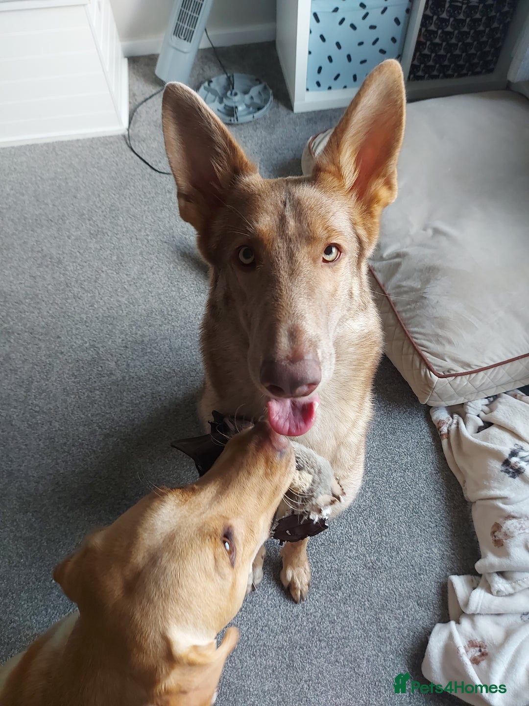 German Shepherd dogs for sale: German Shepherd female needs rehoming - Advert 1