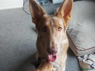 German Shepherd dogs German Shepherd female needs rehoming - Advert 2