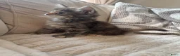 Ragcoon cats for sale: 8 gorgeous Mainecoon x ragdoll babies  - Advert 5