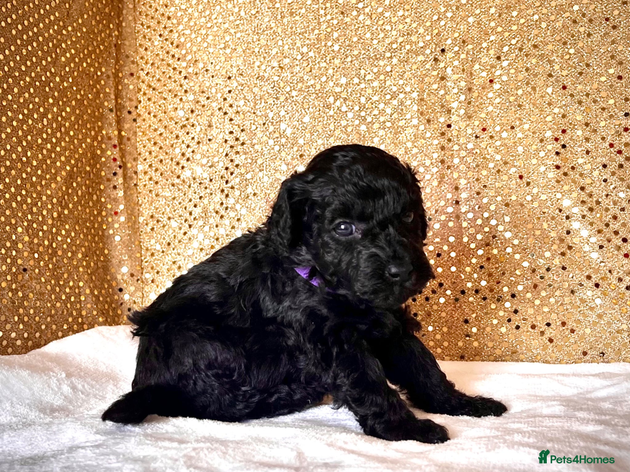 Miniature Poodle dogs 🌟Stunning Mini Poodles🌟CHAMPION LINES, DNA CLEAR - Advert 2