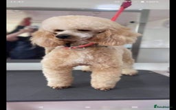 Cockapoo dogs for sale: ✨️ Beautiful F1B Cockapoo Puppies✨️ - Image 7