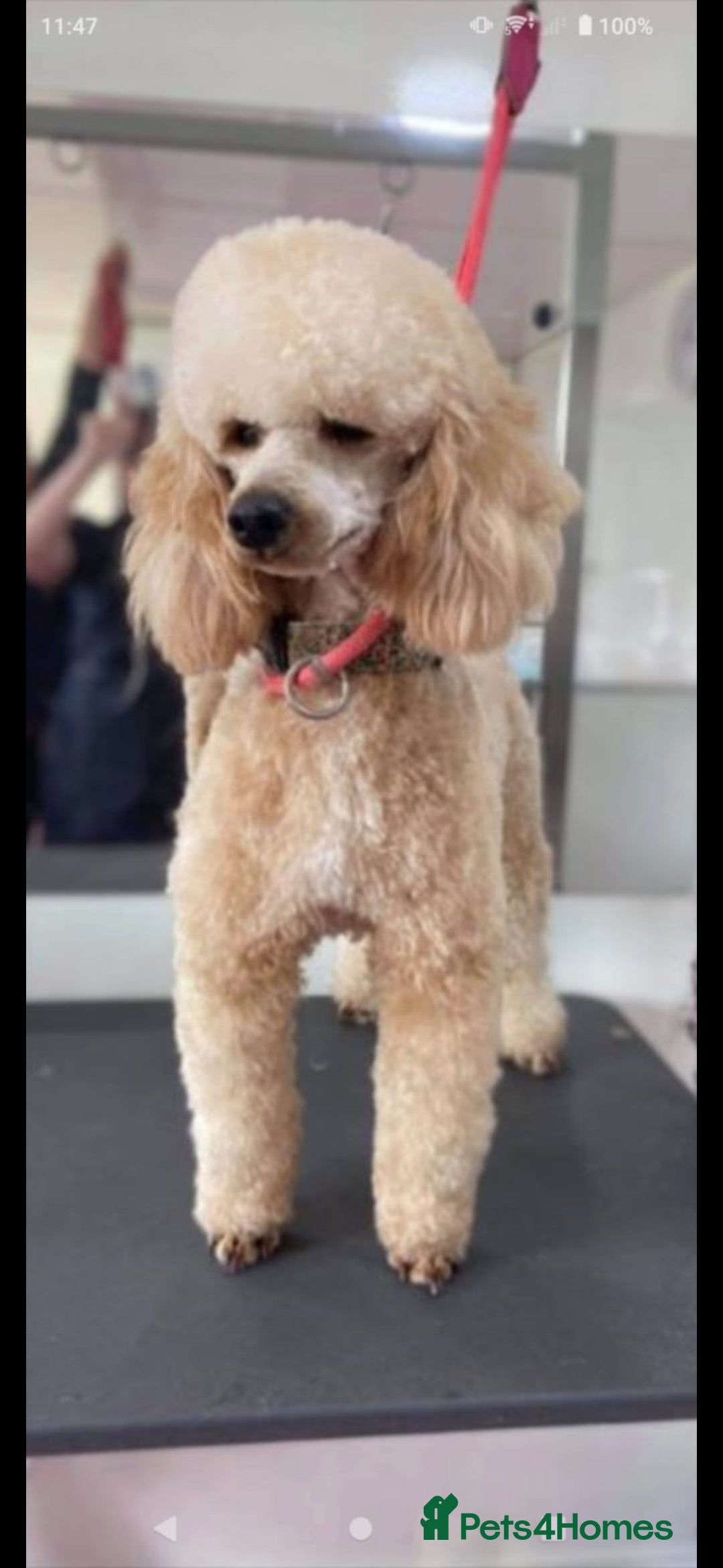 Cockapoo dogs for sale: ✨️ Beautiful F1B Cockapoo Puppies✨️ - Image 7