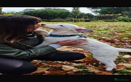 Mixed Breed dogs for adoption: Kira for adoption - Image 5