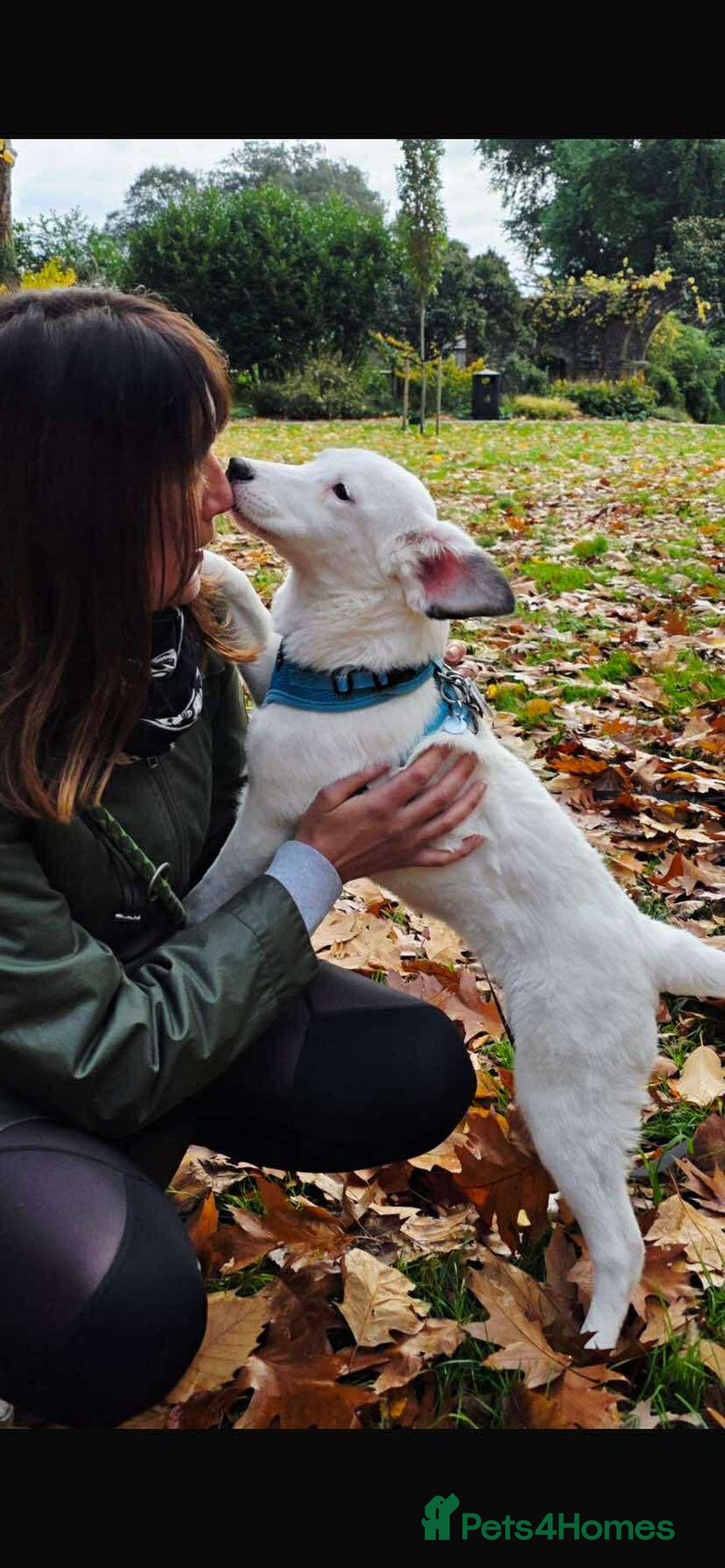 Mixed Breed dogs for adoption: Kira for adoption - Image 5